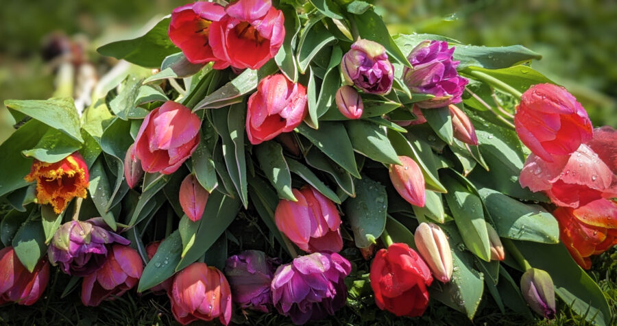 Tulip Subscription in St. Louis, MO