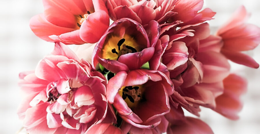2025 Tulip Subscription - Image 4