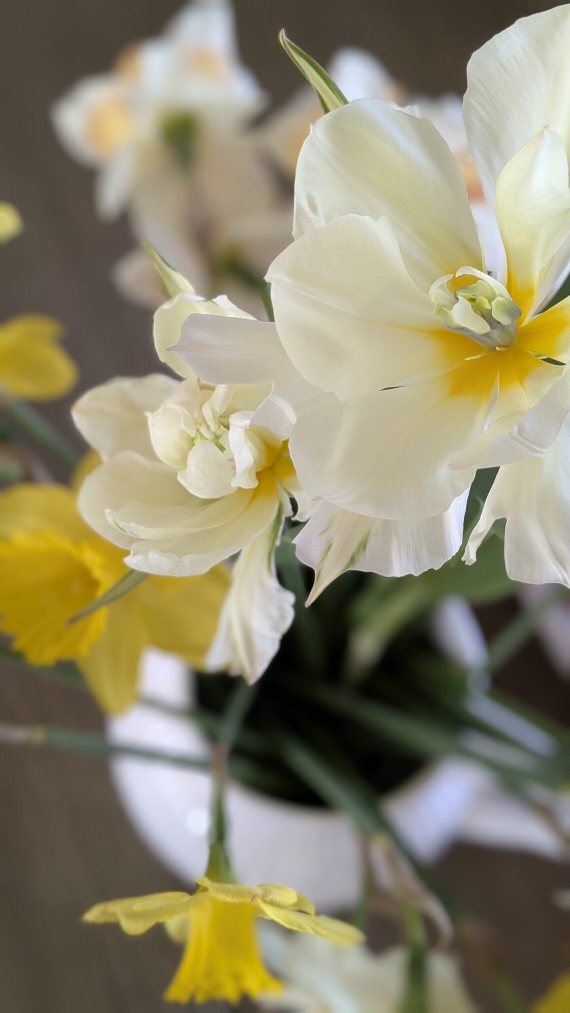 PXL_20250328_143513778.PORTRAIT White and yellow Tulips and daffodils in a vase
